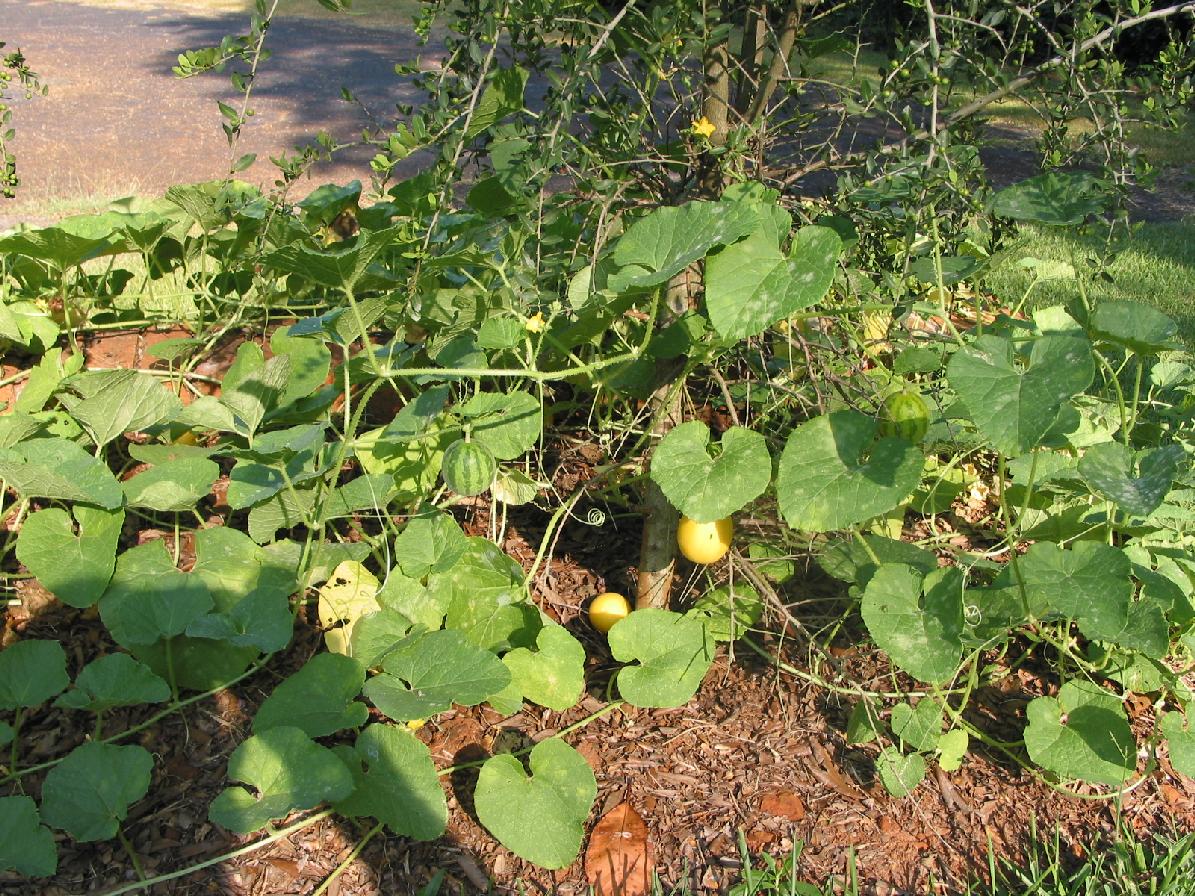 دستنبو - معرفی سبزی جات غیر برگی